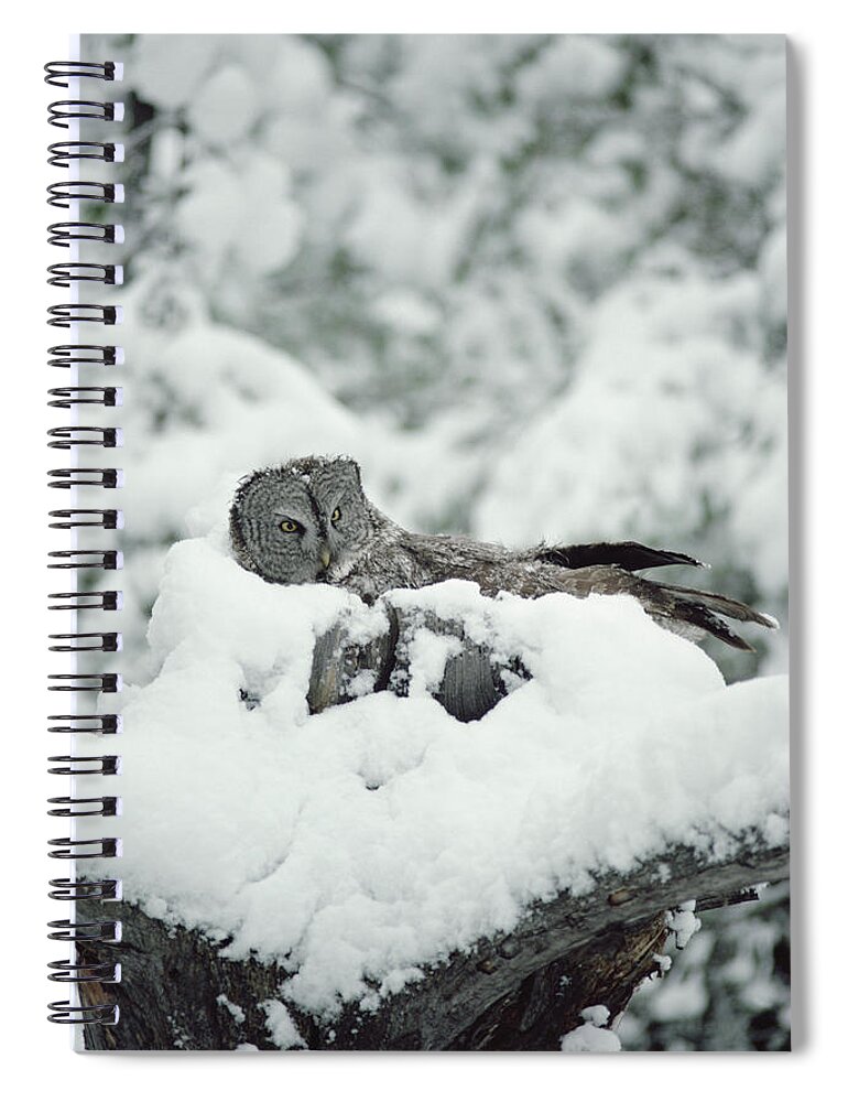 Mp Spiral Notebook featuring the photograph Great Gray Owl Strix Nebulosa Parent #1 by Michael Quinton