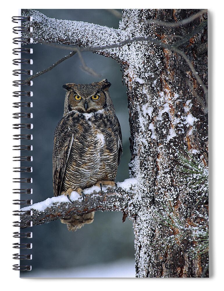 00170554 Spiral Notebook featuring the photograph Great Horned Owl Perched In Tree Dusted #1 by Tim Fitzharris