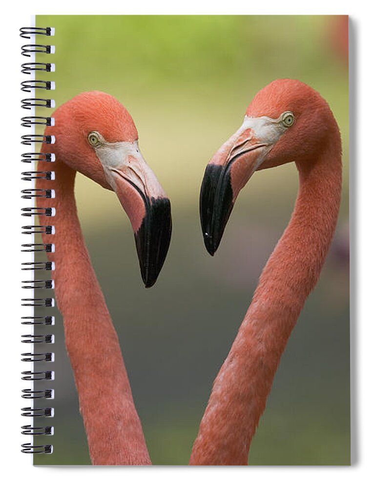 Mp Spiral Notebook featuring the photograph Greater Flamingo Phoenicopterus Ruber #1 by Cyril Ruoso