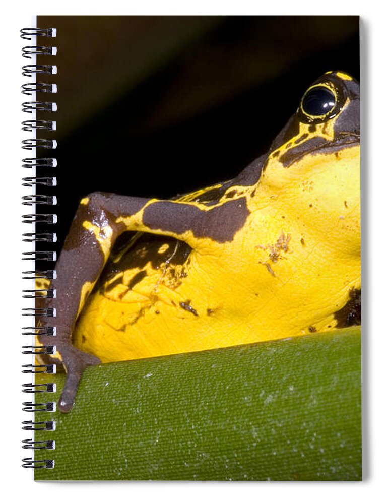 Atelopus Spiral Notebook featuring the photograph Harlequin Frog #1 by Dante Fenolio