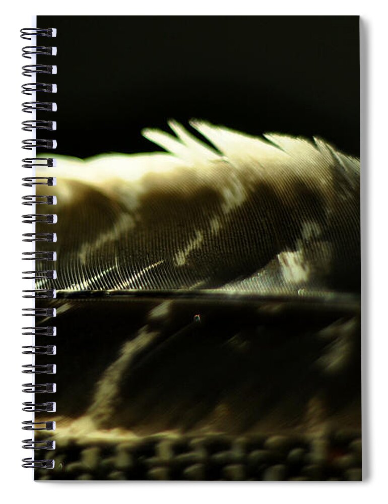 Hawk Feather Spiral Notebook featuring the photograph Hawk Feather #1 by Rebecca Sherman