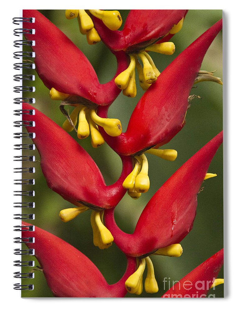 Heliconia Spiral Notebook featuring the photograph Heliconia dielsiana #1 by Heiko Koehrer-Wagner