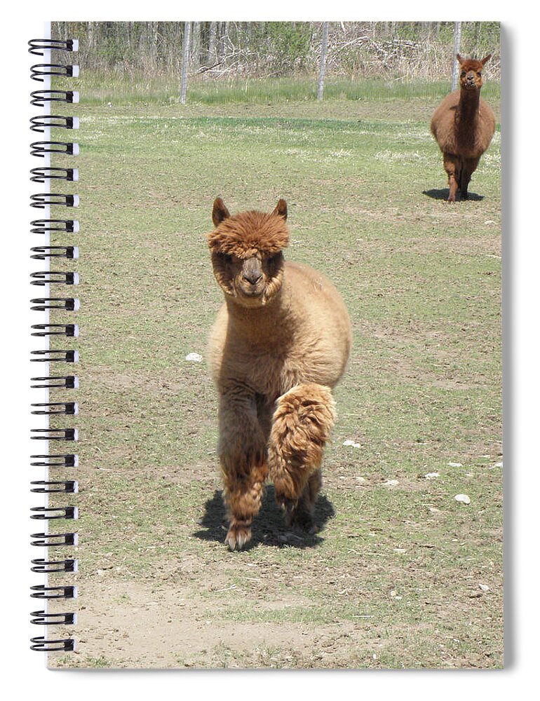 Alpaca Spiral Notebook featuring the photograph Here we come by Kim Galluzzo Wozniak