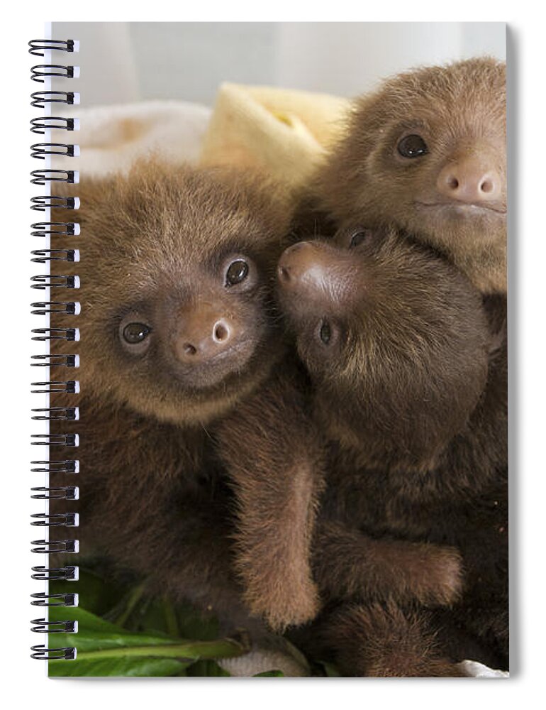 Mp Spiral Notebook featuring the photograph Hoffmanns Two-toed Sloth Choloepus by Suzi Eszterhas