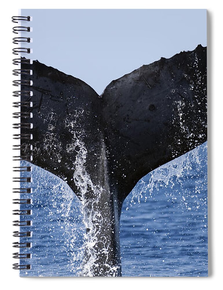 00439459 Spiral Notebook featuring the photograph Humpback Whale Tail Maui Hawaii #1 by Flip Nicklin