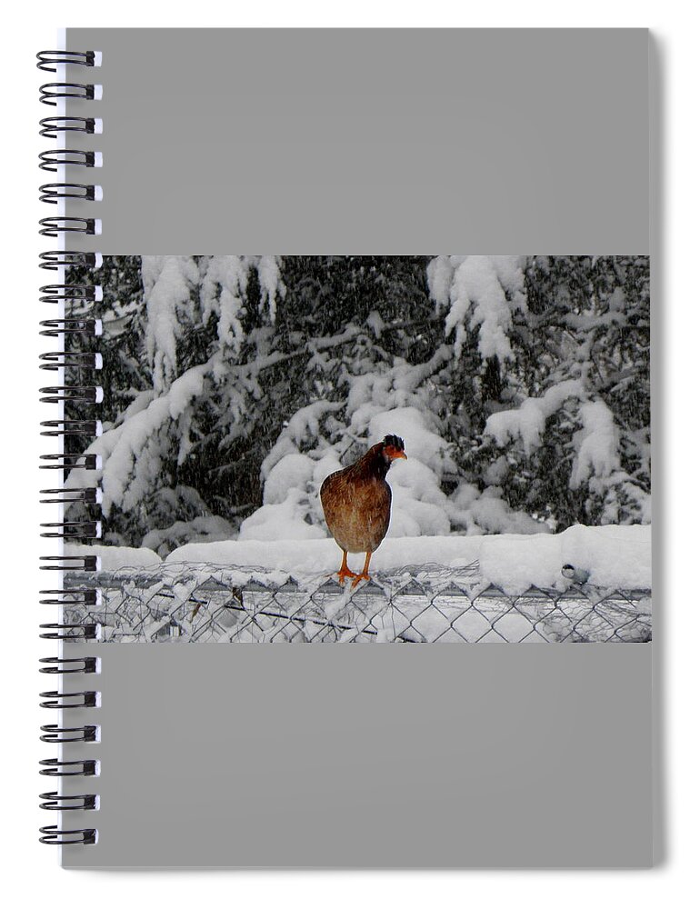 Wild Spiral Notebook featuring the photograph I see you looking at me by Kim Galluzzo