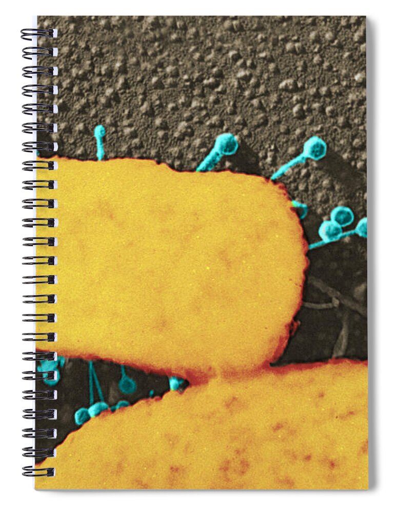 Bacteria Spiral Notebook featuring the photograph Lambda Phage On E. Coli #1 by Science Source
