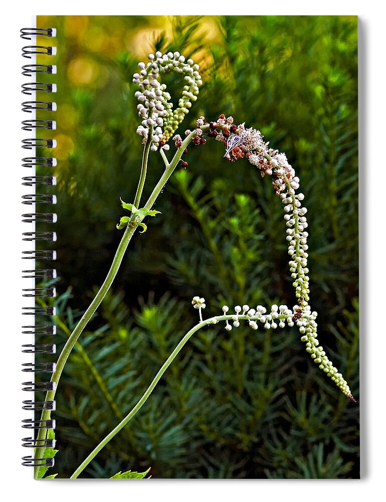Garden Spiral Notebook featuring the photograph Lithe One #1 by Steve Harrington