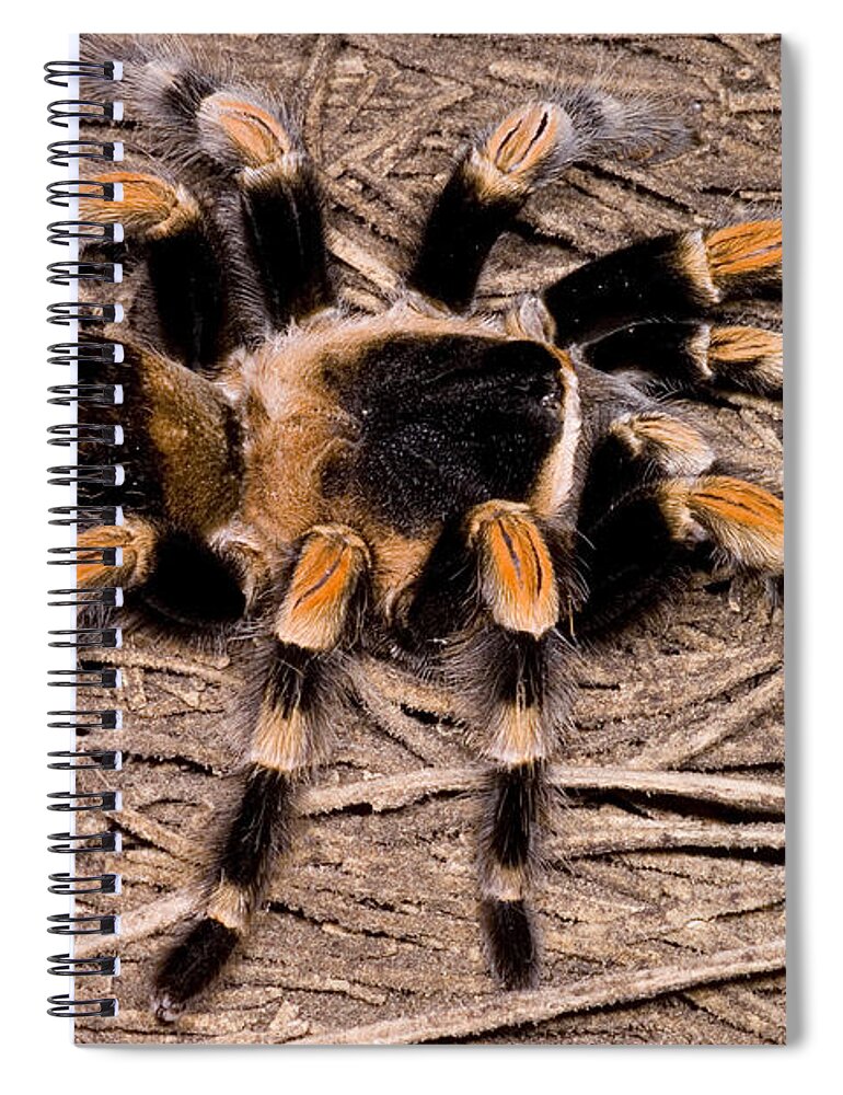 Mexican Red-legged Tarantula Spiral Notebook featuring the photograph Mexican Red-legged Tarantula #1 by Dante Fenolio