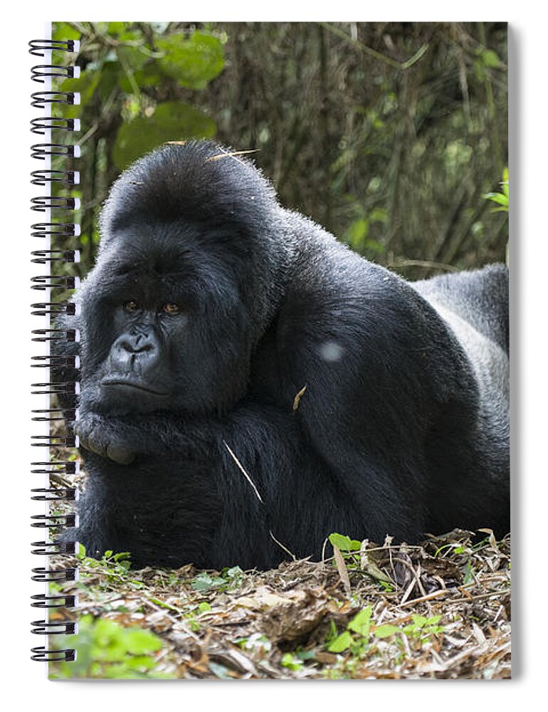 00511948 Spiral Notebook featuring the photograph Mountain Gorilla Silverback Resting #1 by Suzi Eszterhas