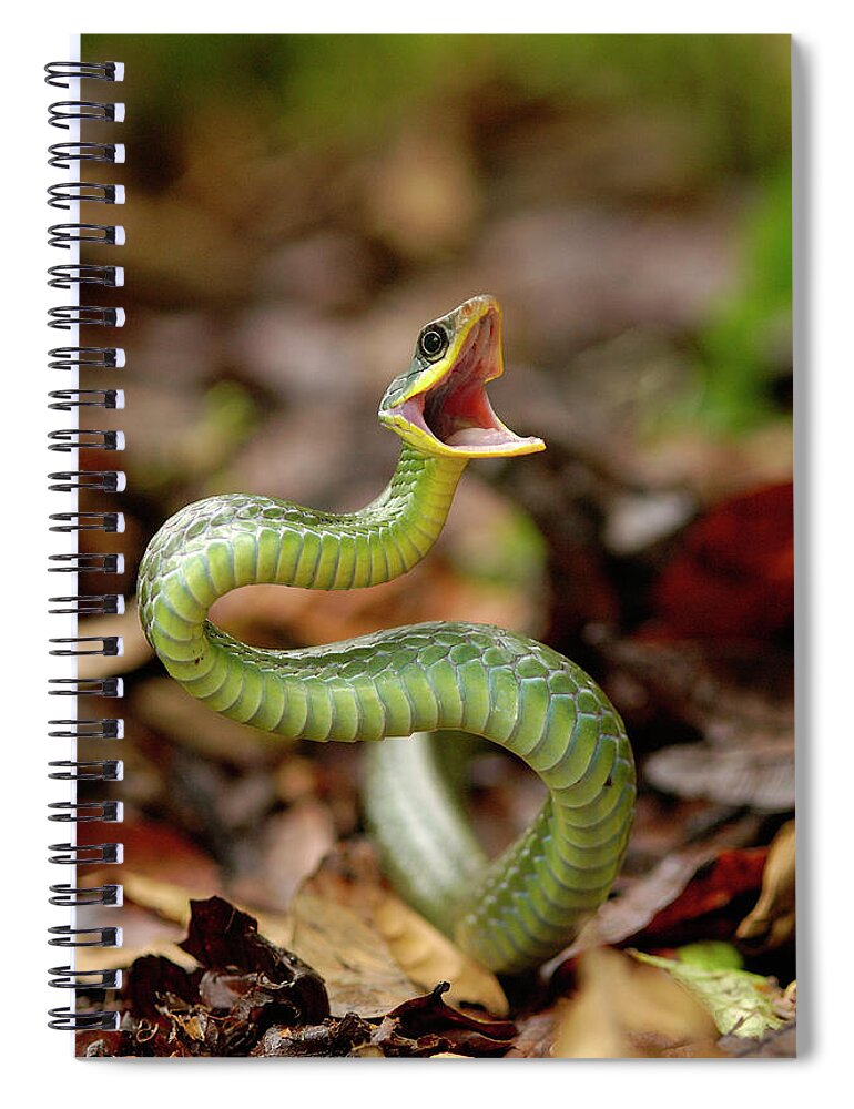 Mp Spiral Notebook featuring the photograph Mountain Sipo Chironius Monticola #1 by Pete Oxford