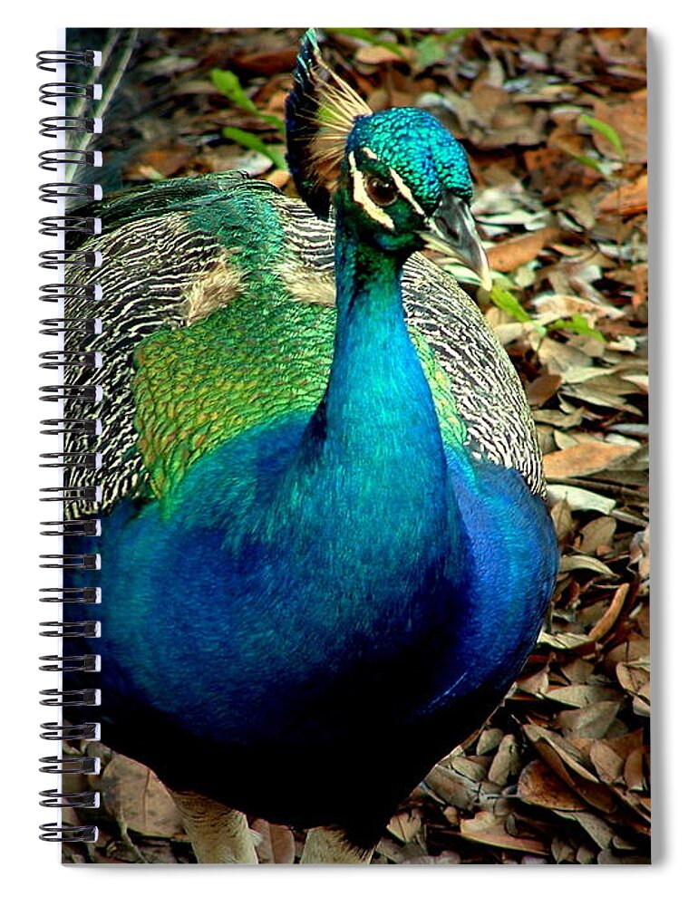 Peacock Spiral Notebook featuring the photograph Pavo Cristatus #1 by David Weeks