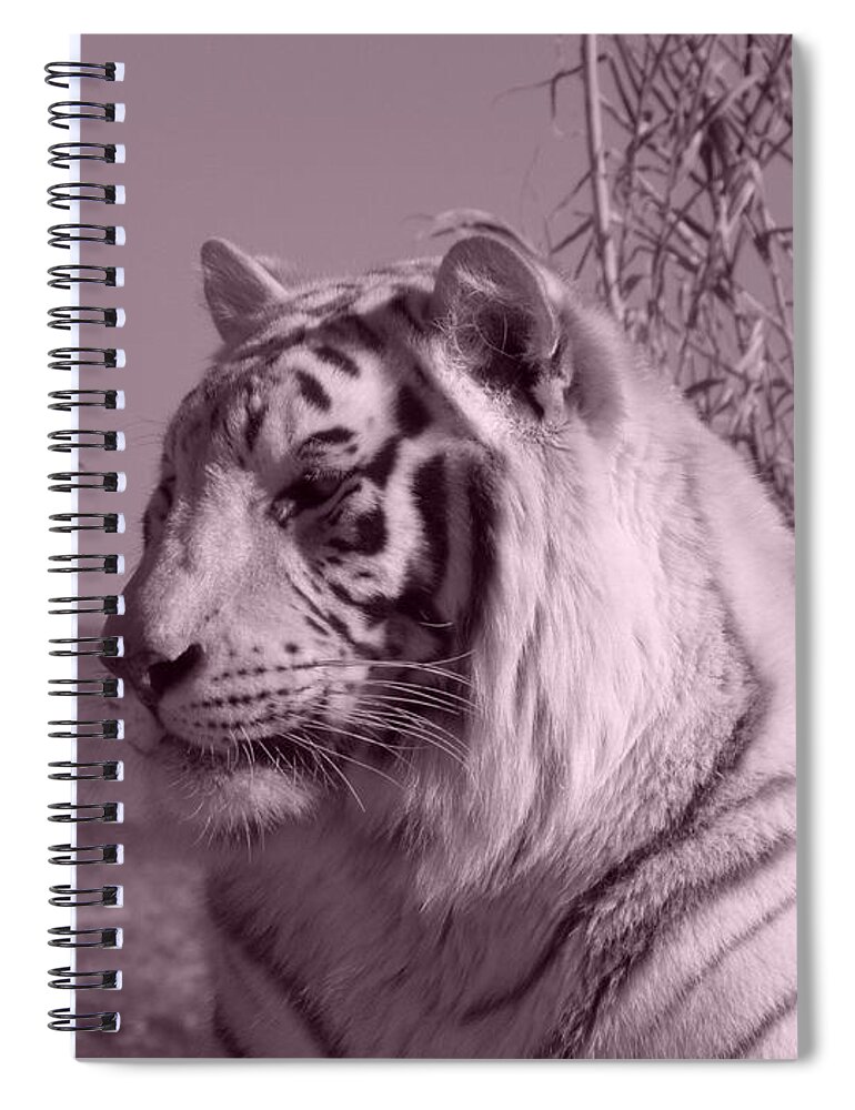 White Tiger Spiral Notebook featuring the photograph Perfect Profile #1 by Kim Galluzzo