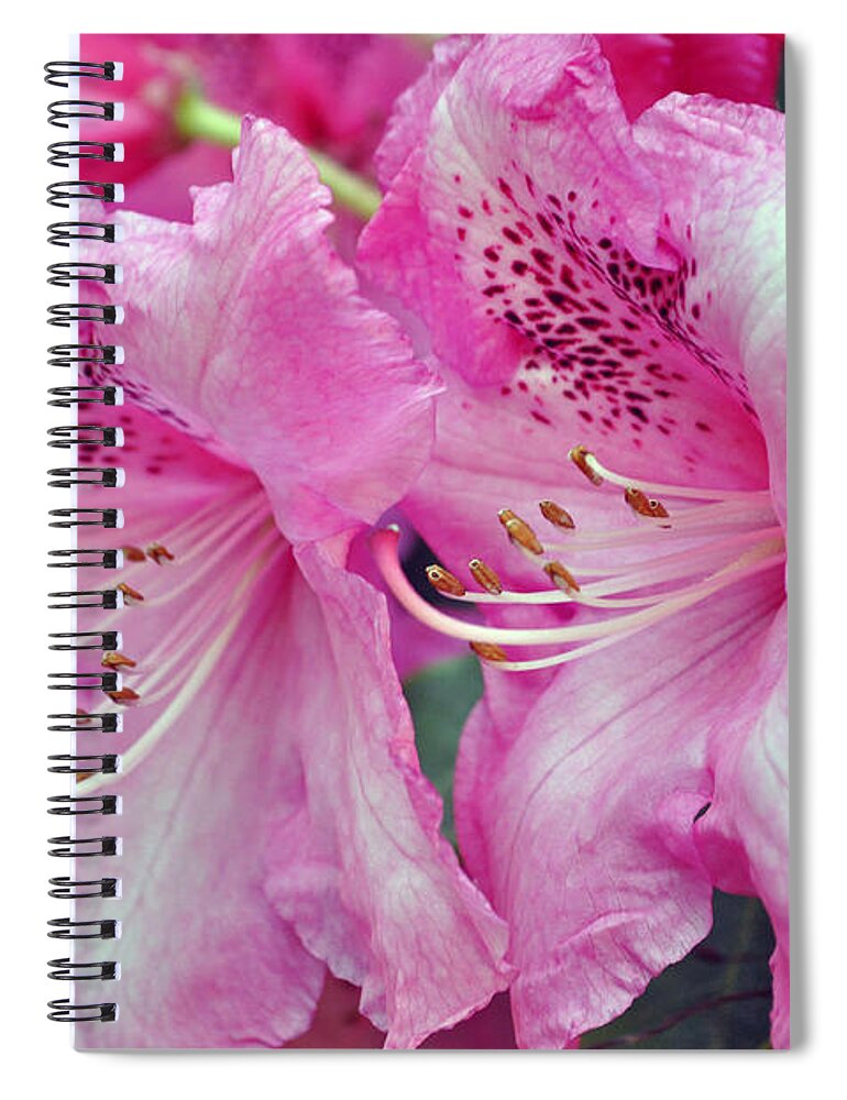 Pink Rhododendrons Spiral Notebook featuring the photograph Pink Rhododendrons #1 by Tikvah's Hope