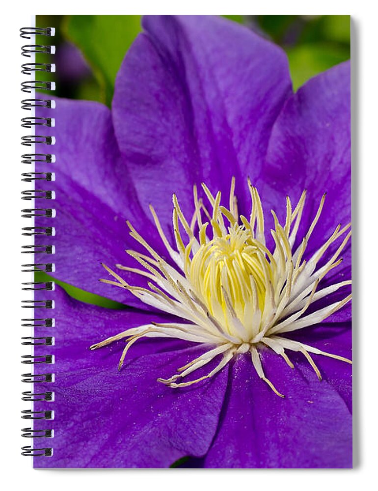 Da*55 1.4 Spiral Notebook featuring the photograph Purple Clematis Flower #1 by Lori Coleman