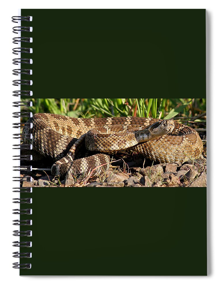 Animals Spiral Notebook featuring the photograph Rattlesnake #1 by Jean Noren