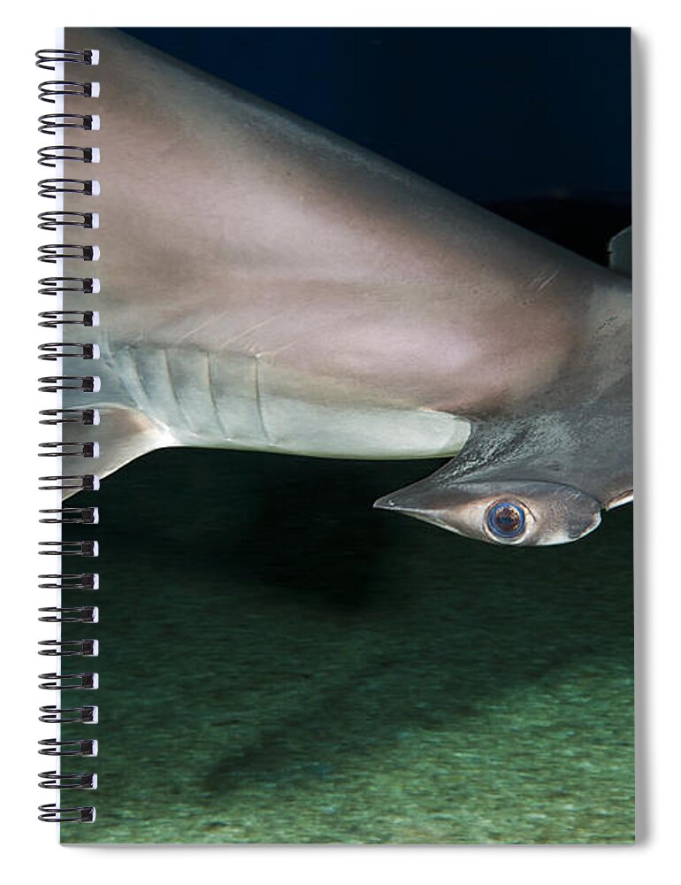 Animal Spiral Notebook featuring the photograph Scalloped Hammerhead Shark #1 by Dave Fleetham