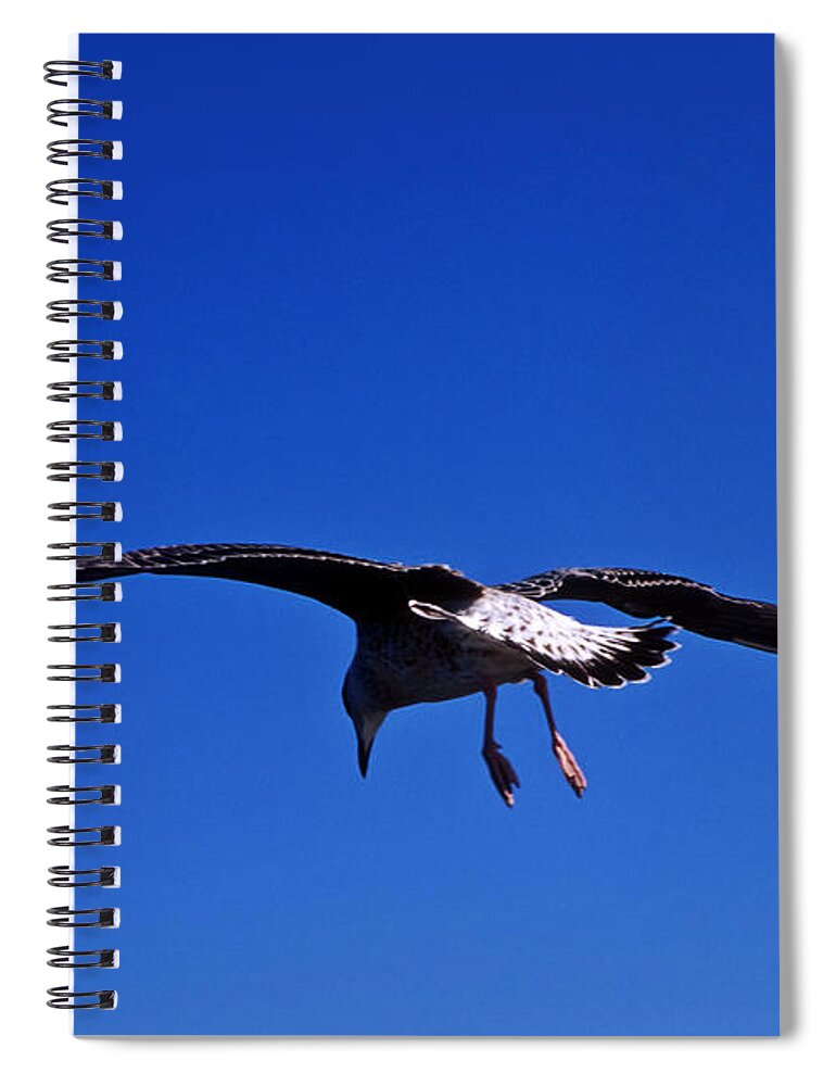 Animal Spiral Notebook featuring the photograph Seagull in flight #1 by John Greim
