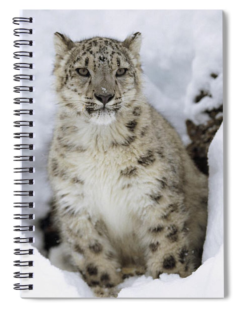 00170192 Spiral Notebook featuring the photograph Snow Leopard Adult Portrait In Snow #1 by Tim Fitzharris