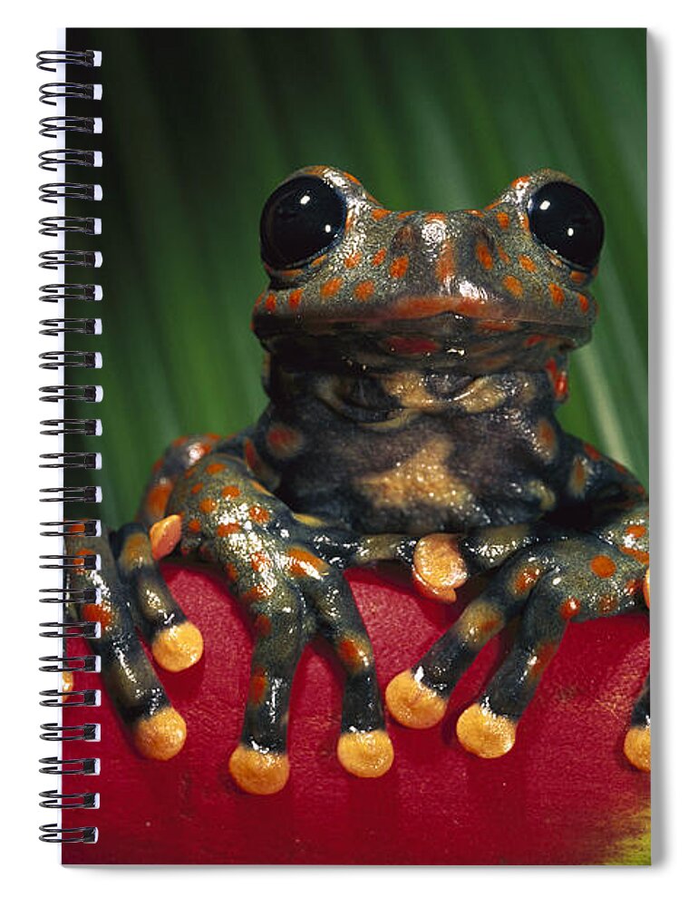 Mp Spiral Notebook featuring the photograph Strawberry Tree Frog Hyla Pantosticta by Pete Oxford