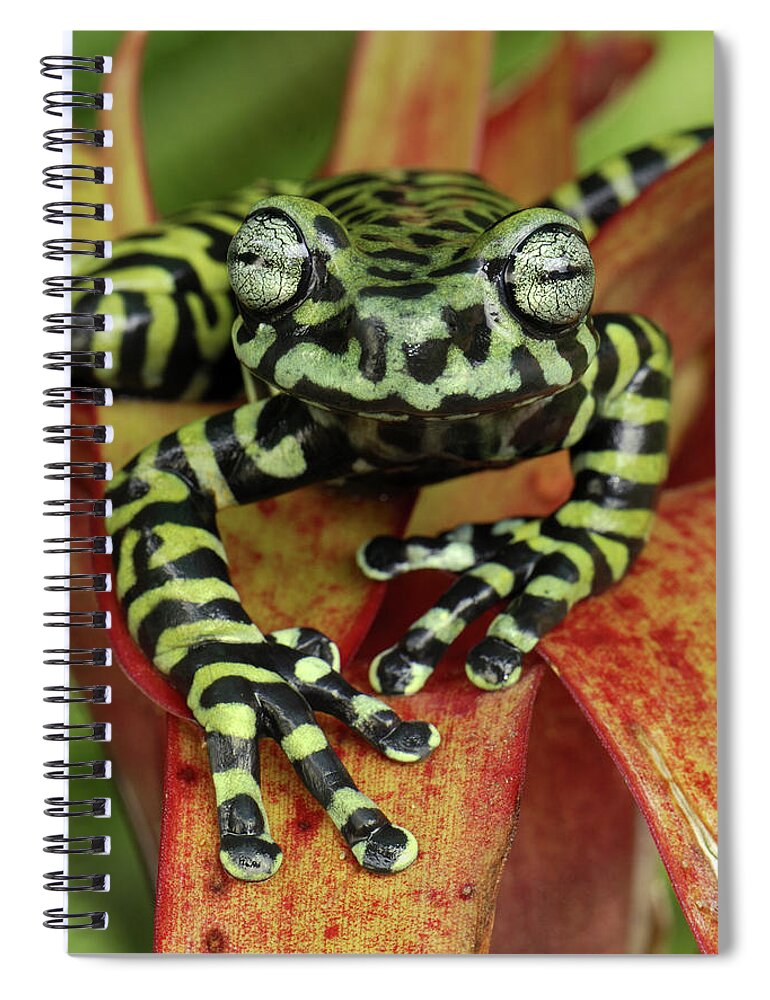 Mp Spiral Notebook featuring the photograph Tigers Treefrog Hyloscirtus Tigrinus #1 by Thomas Marent