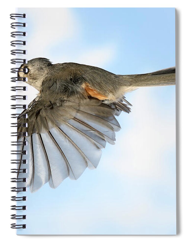 Songbirds Spiral Notebook featuring the photograph Tufted Titmouse In Flight #16 by Ted Kinsman