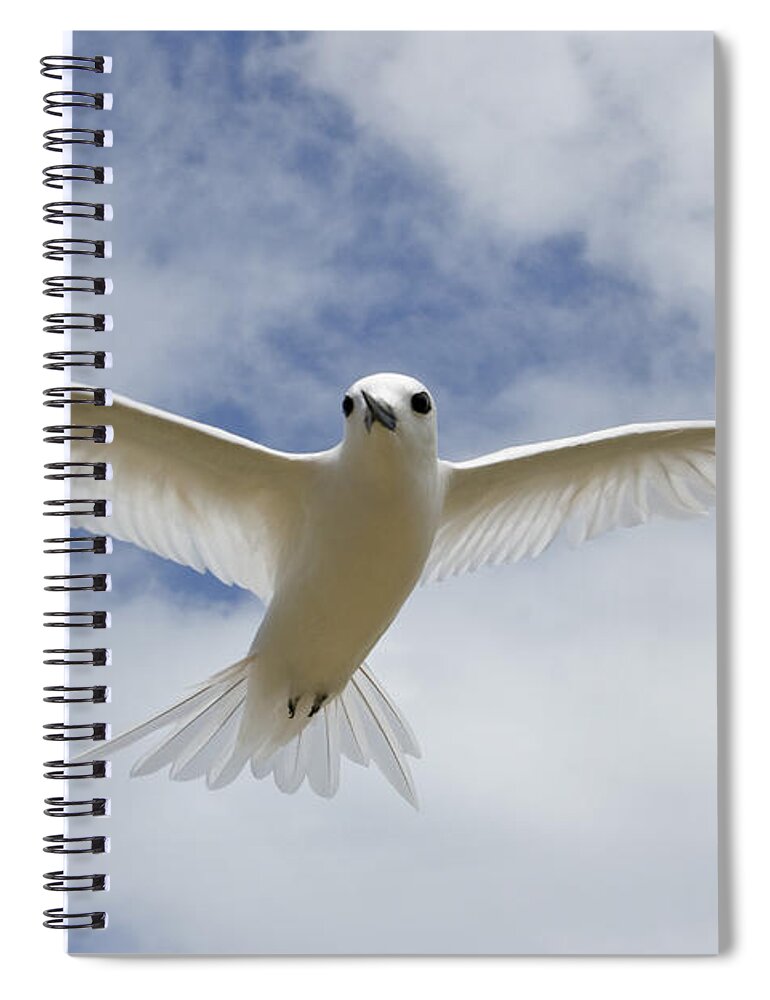 00429819 Spiral Notebook featuring the photograph White Tern Flying Midway Atoll Hawaiian #1 by Sebastian Kennerknecht