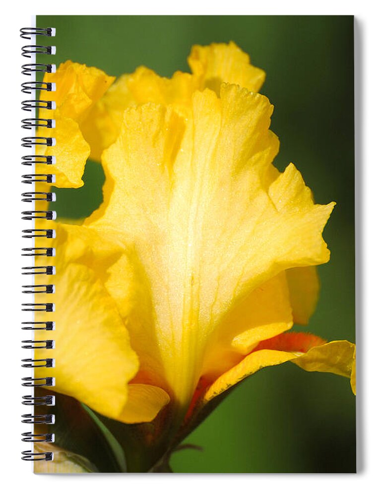 Beautiful Iris Spiral Notebook featuring the photograph Yellow and White Iris by Jai Johnson
