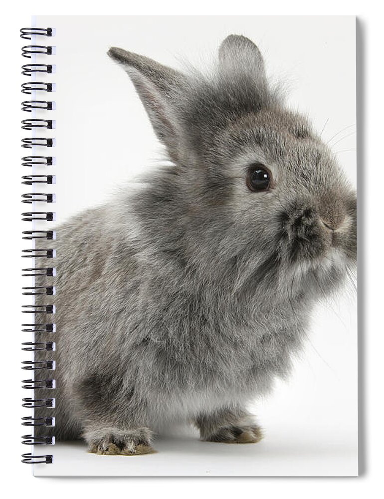Nature Spiral Notebook featuring the photograph Young Silver Lionhead Rabbit #1 by Mark Taylor