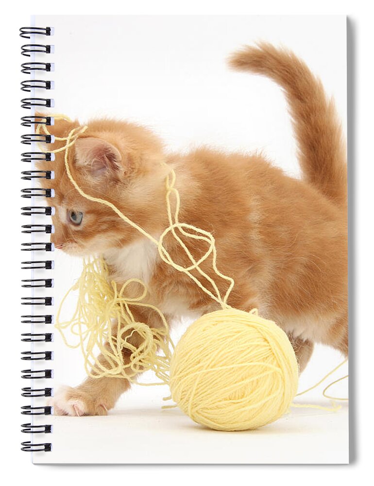 Animal Spiral Notebook featuring the photograph Ginger Kitten #14 by Mark Taylor