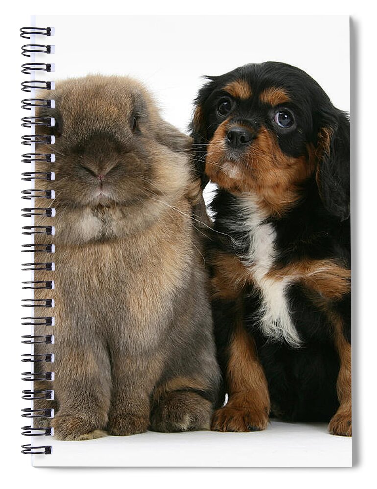 Nature Spiral Notebook featuring the photograph Cavalier King Charles Spaniel And Rabbit #2 by Mark Taylor