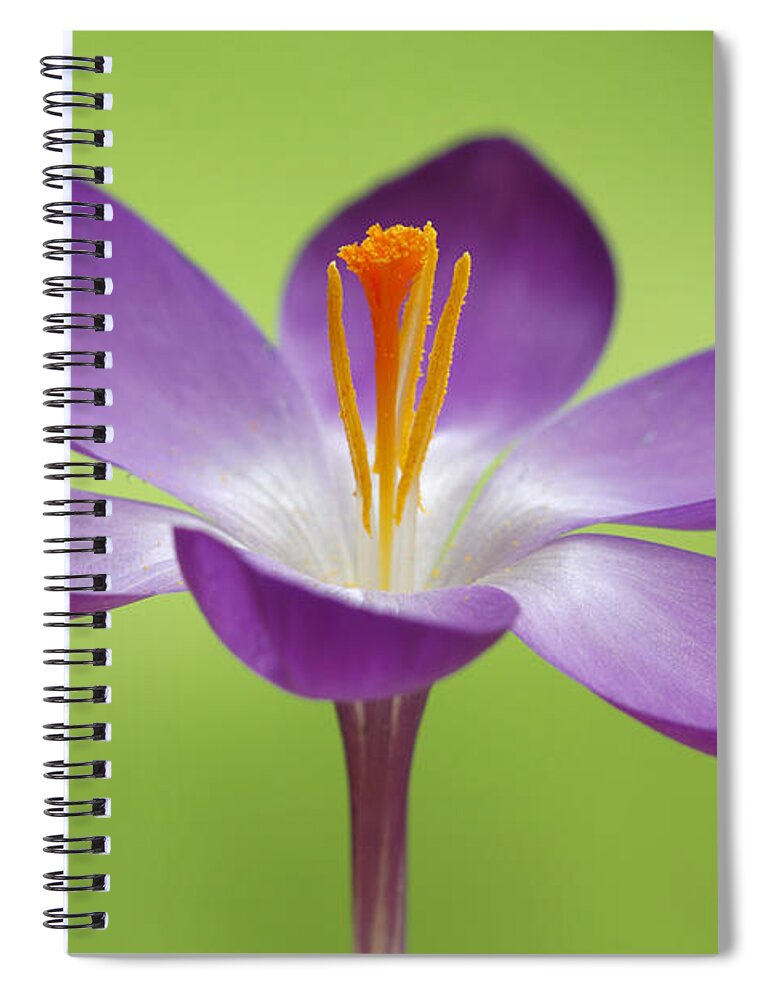 Fn Spiral Notebook featuring the photograph Dutch Crocus Crocus Vernus Flower #2 by Silvia Reiche