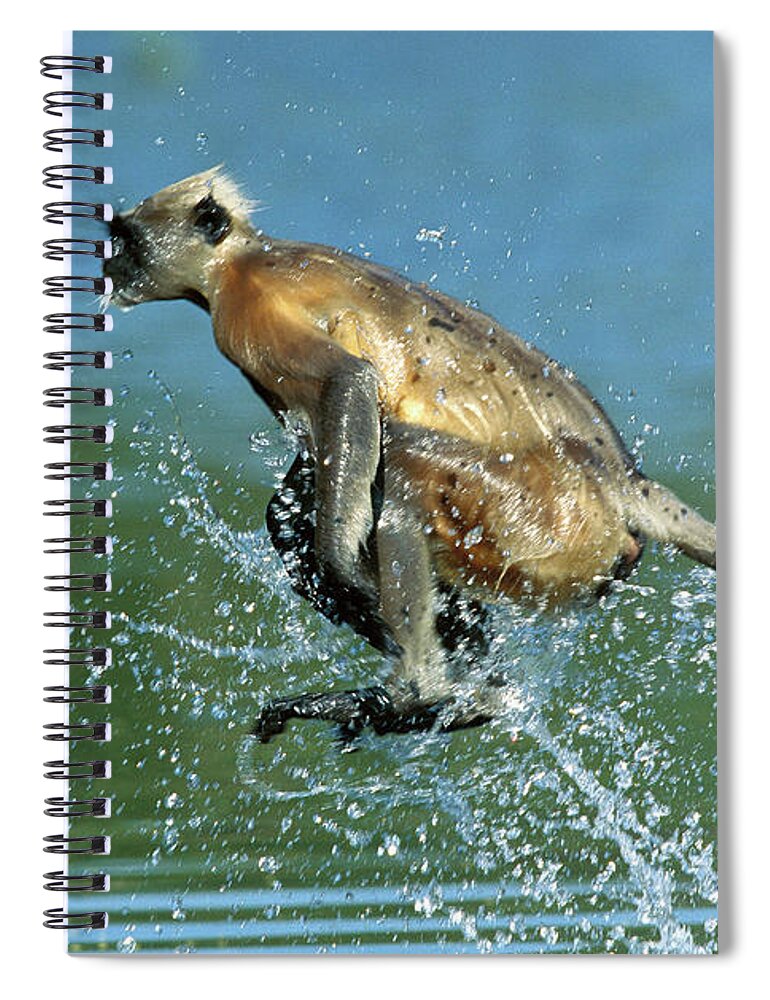 Mp Spiral Notebook featuring the photograph Hanuman Langur Semnopithecus Entellus #2 by Cyril Ruoso