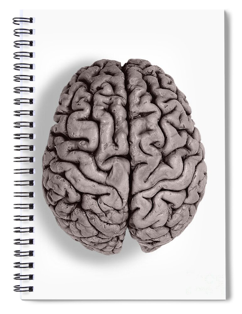 Brain Spiral Notebook featuring the photograph Human Brain #2 by Omikron