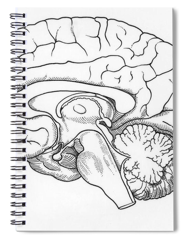 3dRose Image of Diagram Of Parts Of Human Brain Labeled - Mouse Pad, 8 by  8-inch (mp_317059_1) - Walmart.com