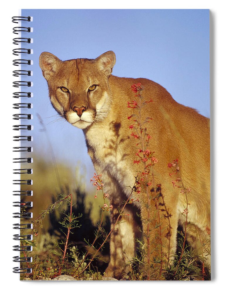 Mp Spiral Notebook featuring the photograph Mountain Lion Portrait North America #2 by Tim Fitzharris