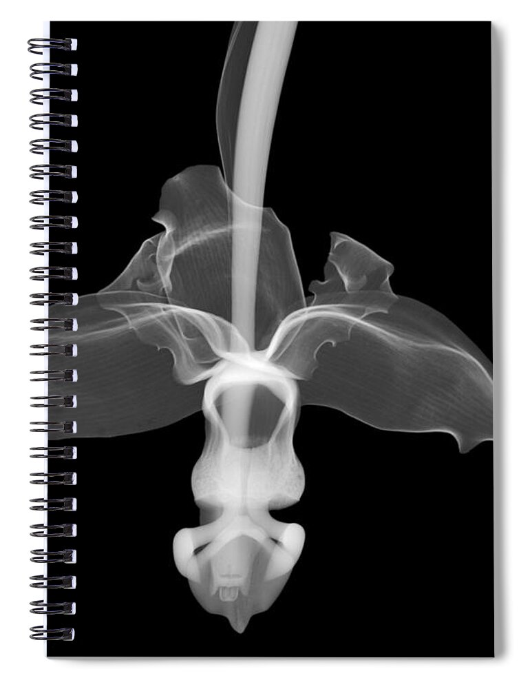 X-ray Spiral Notebook featuring the photograph Orchid Flower #2 by Ted Kinsman