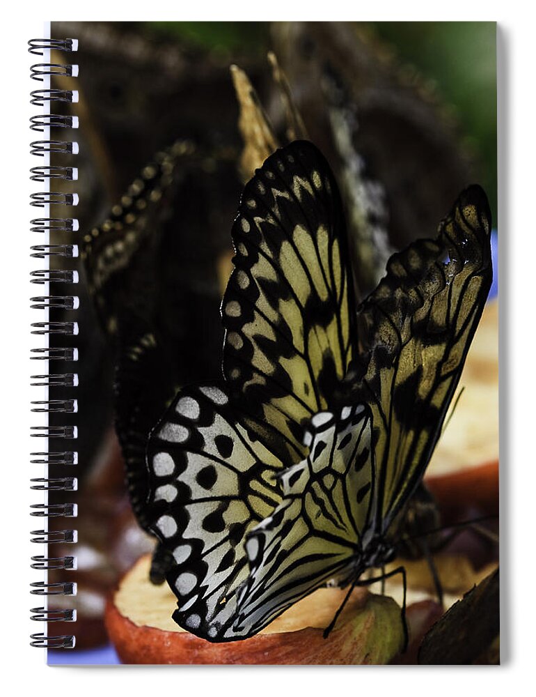 Paper Kite Butterflies Spiral Notebook featuring the photograph Paper Kite Butterfly #2 by Perla Copernik
