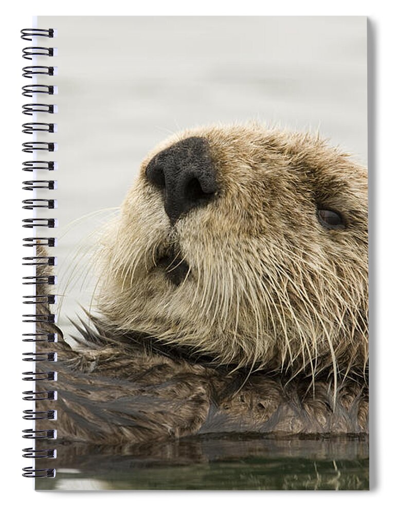 00429872 Spiral Notebook featuring the photograph Sea Otter Elkhorn Slough Monterey Bay #2 by Sebastian Kennerknecht