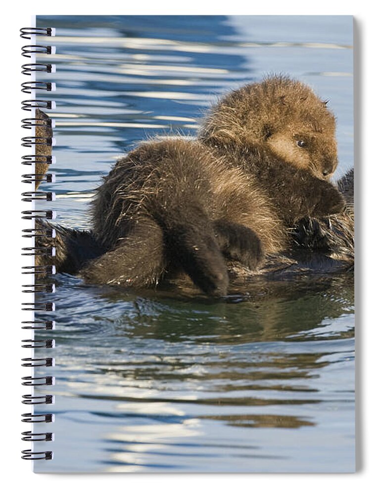00429659 Spiral Notebook featuring the photograph Sea Otter Mother And Pup Elkhorn Slough by Sebastian Kennerknecht