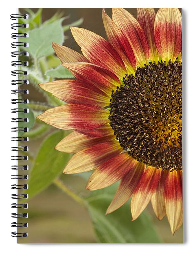 Agriculture Spiral Notebook featuring the photograph Sunflower #1 by Jack R Perry