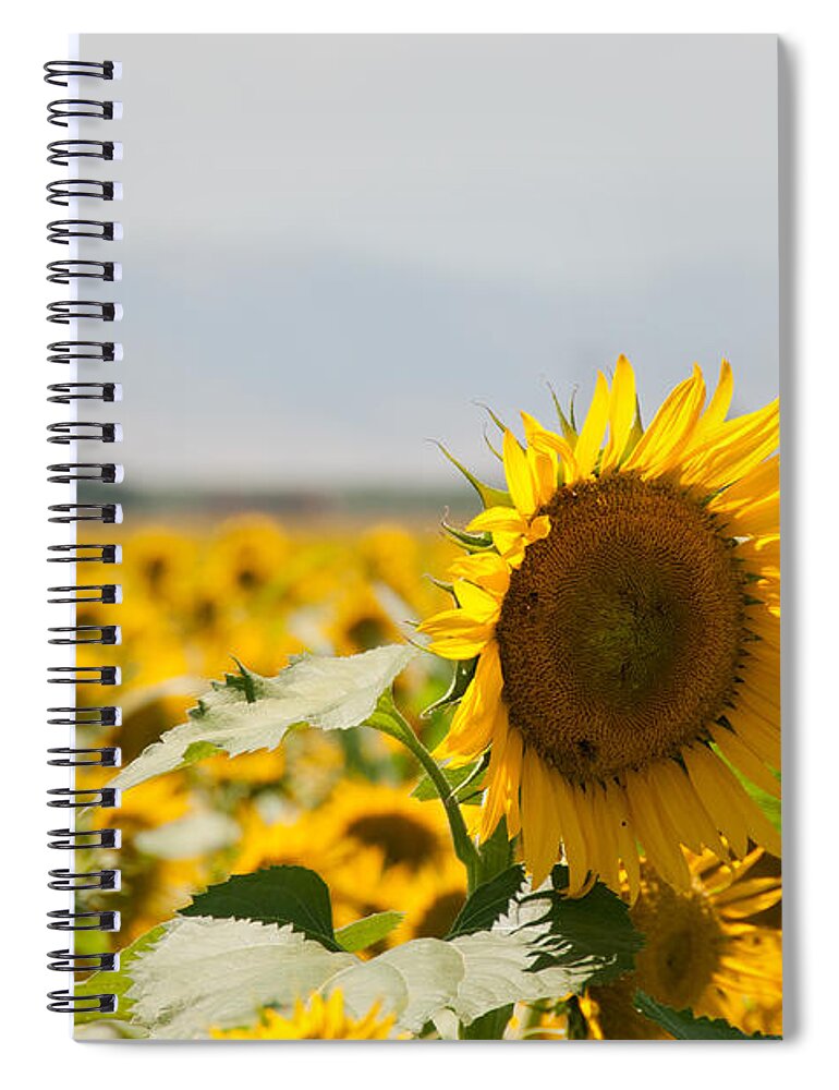 California Spiral Notebook featuring the digital art Sunflowers #2 by Carol Ailles