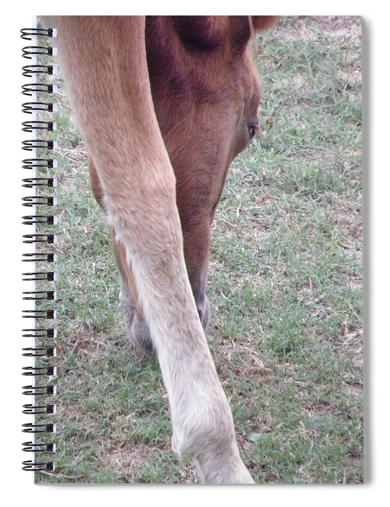 Wild Spiral Notebook featuring the photograph Wild Spanish Mustang Foal of the Outer Banks of North Carolina #2 by Kim Galluzzo