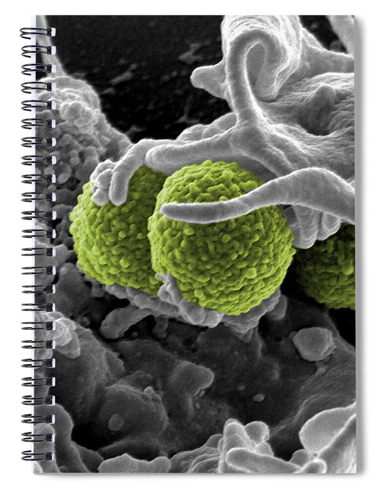 Microbiology Spiral Notebook featuring the photograph Methicillin-resistant Staphylococcus by Science Source