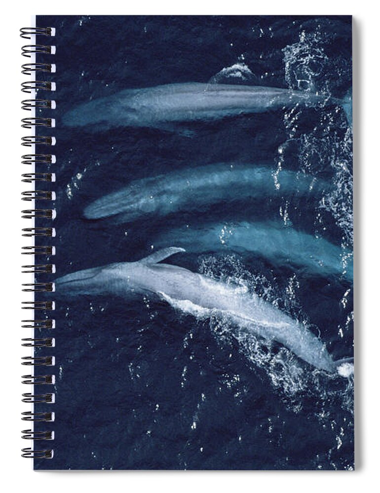 00105703 Spiral Notebook featuring the photograph Blue Whales Santa Barbara Channel #1 by Flip Nicklin