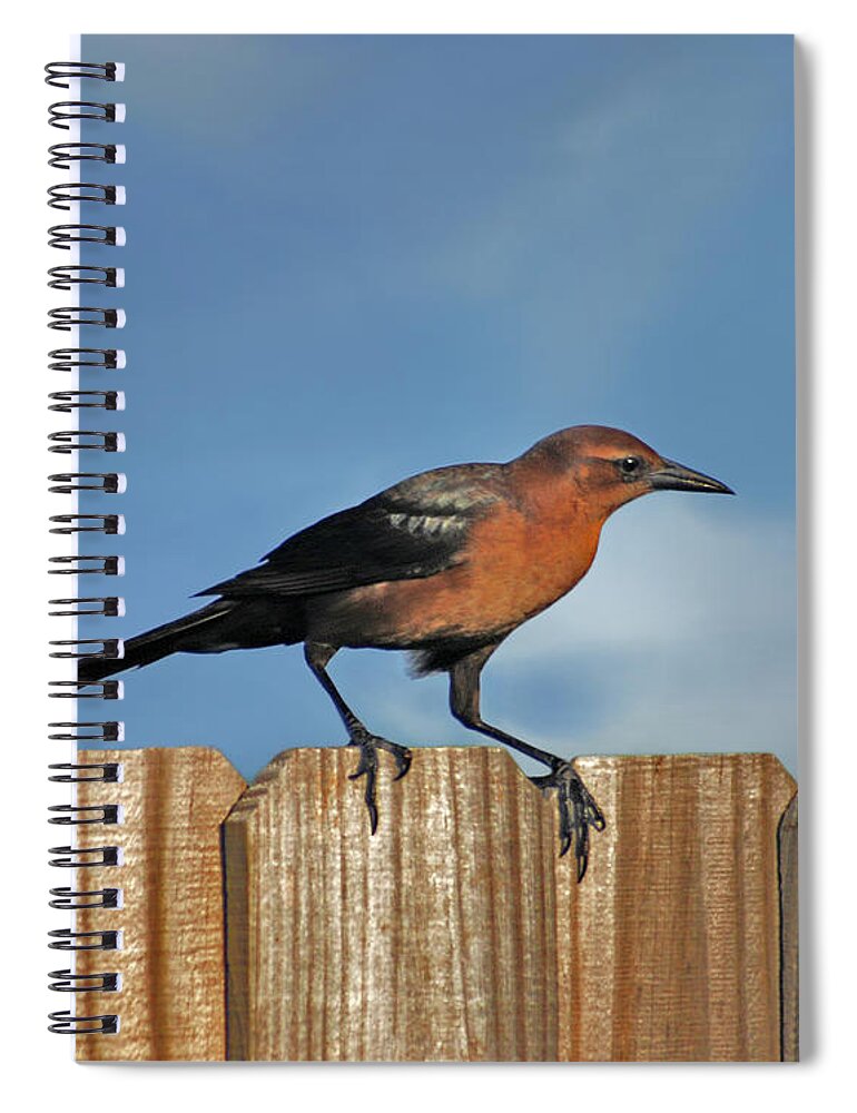 Grackle Spiral Notebook featuring the photograph 27- Grackle by Joseph Keane