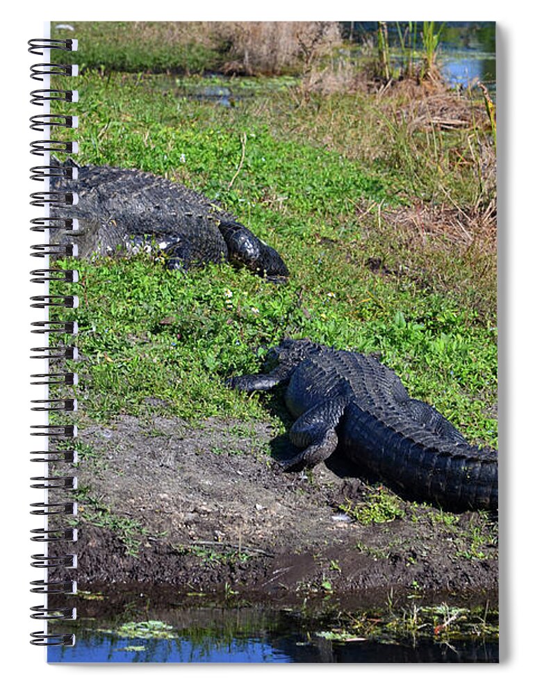 Grassy Waters Preserve Spiral Notebook featuring the photograph 29- Snaggletooth and Friend by Joseph Keane