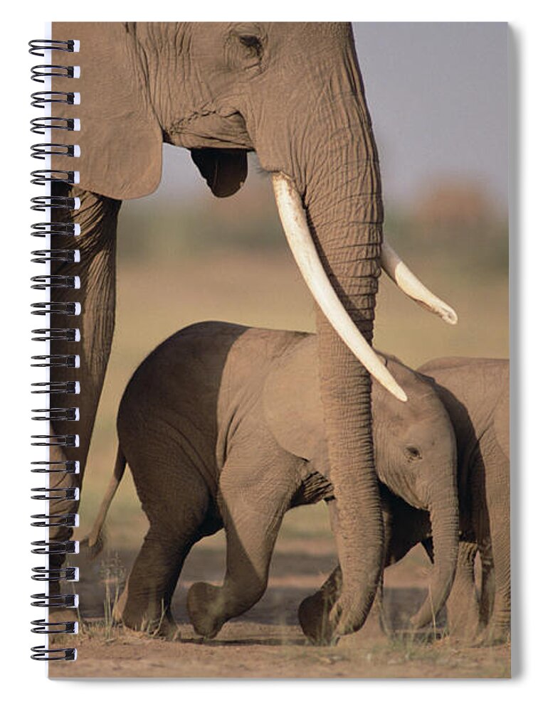 Mp Spiral Notebook featuring the photograph African Elephant Loxodonta Africana #3 by Gerry Ellis