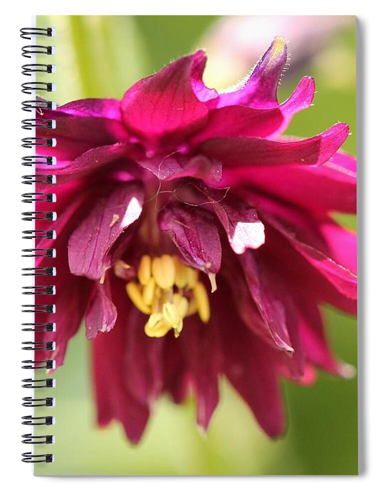 Columbine Spiral Notebook featuring the photograph Columbine named Miss MI Huish #3 by J McCombie