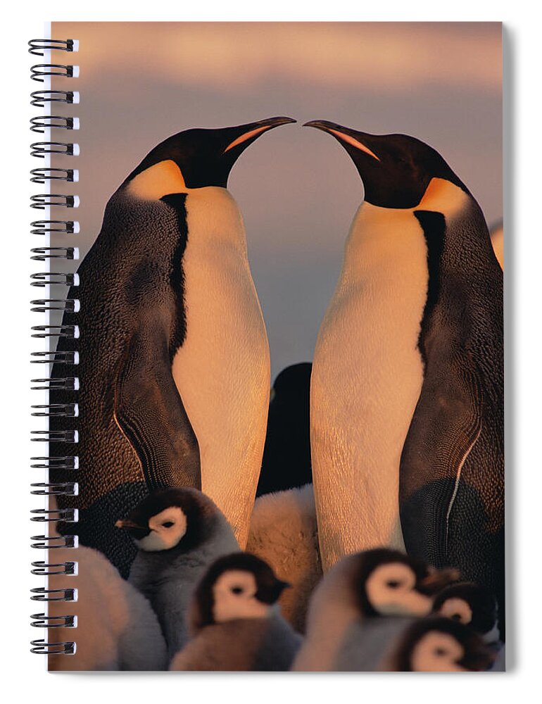 Mp Spiral Notebook featuring the photograph Emperor Penguin Aptenodytes Forsteri #3 by Konrad Wothe